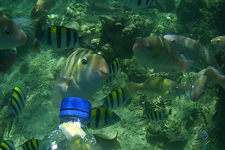 Snorkeling Tour to Amazing Coral Garden in South Gilies