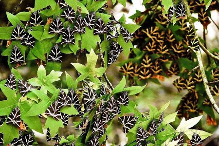 Discover Rhodes: Filerimos, Butterflies, Kameiros, Prof guide