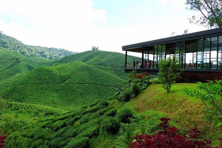 Cameron Highlands & Batu Caves Full-Day Tour