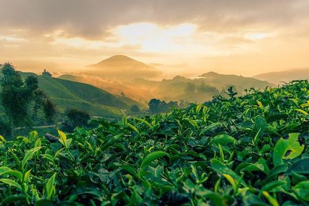 Garden of Nature - Cameron Highlands Full Day Tour