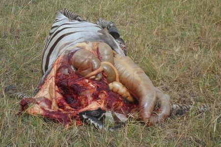 Karen Blixen Museum Tour