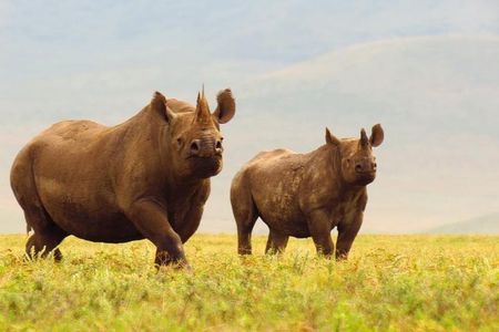 Day trip in Ngorongoro Crater