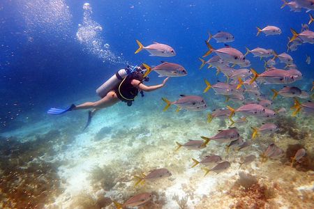 Diving in the Mexican Caribbean for Beginners | 2 Tanks 2 Dives | All Inclusive 