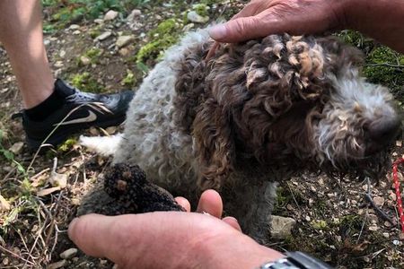 Truffle Hunting with Wine Tasting