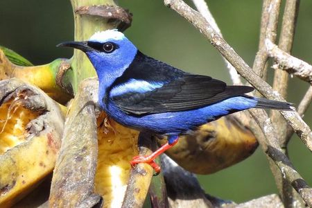 Birding tour Curi cancha 