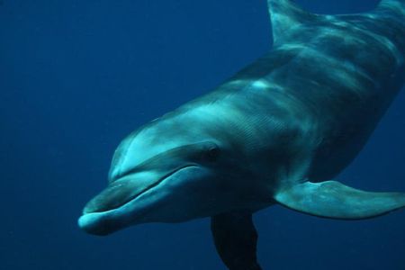 Watch and Swim with Dolphins in the Wild