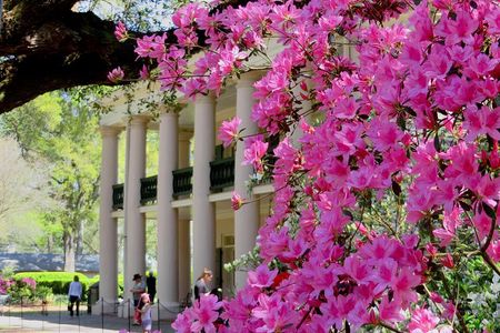 Oak Alley Plantation Tour with Transportation from New Orleans