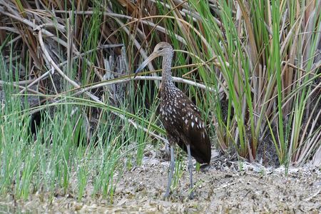 Crooked Tree Bird Watching