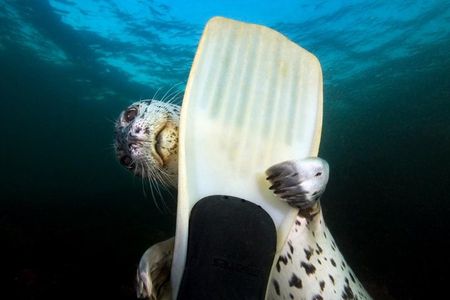 Snorkel, Kayak, and Seal Adventure: Vancouver Boat Tour