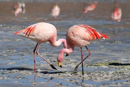Paracas Buss National Reserve