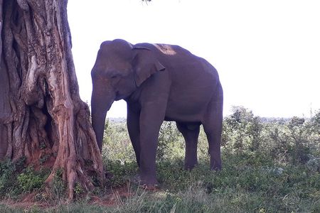 Private 2-Day Trip To Mirissa Beach And Yala From Colombo