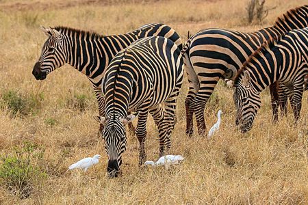 Tsavo East 2days safari