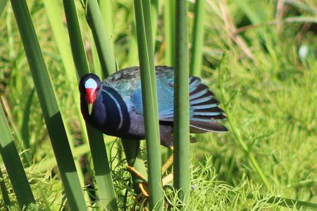 Birding Pipeline Road from Panama City or Gamboa