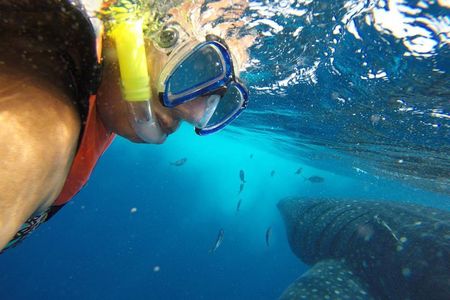 Half Day Whale Shark Tour From Playa del Carmen