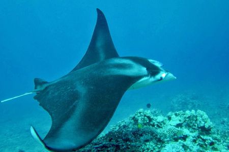 West Maui Afternoon Snorkel from Ka’anapali Beach