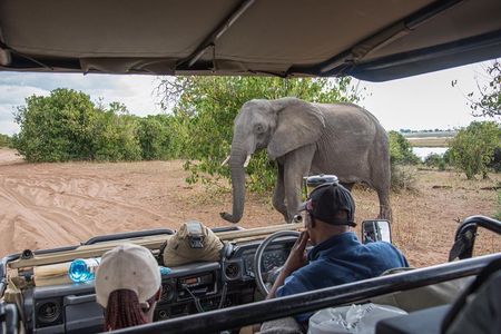 From Livingstone, Victoria Falls or Kasane - Chobe Day Tour