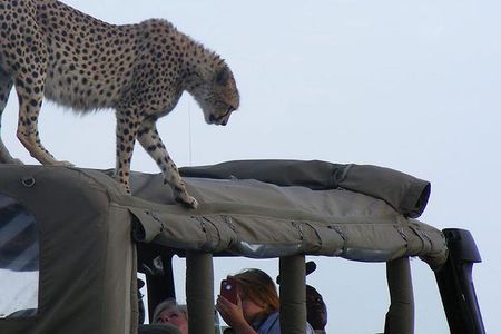 Maasai Mara 2-Day Private Safari from Nairobi