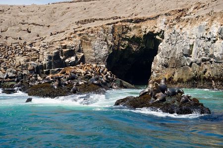 Lima: Palomino Islands, swim with sea lions in the Pacific Ocean