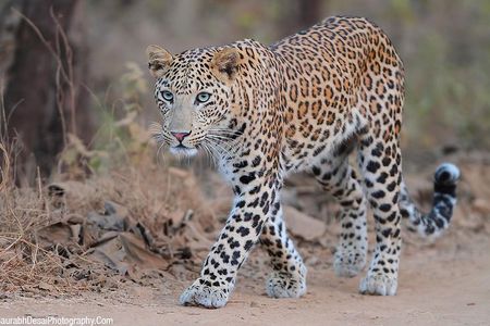 Rajasthan with Gujarat Tour