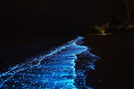 Bio Luminescent Swimming From Krabi