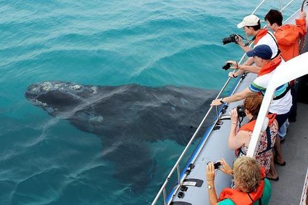 Marine Big 5 Full Day Guided Return Transfer Cape Town - Gansbaai
