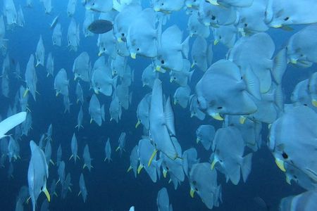PADI Scuba Diver Course in Koh Phangan