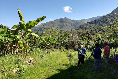 Full-Day Tour: Cacao farm experience in the jungle of Cusco