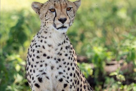 2 Days Budget Camping Safari Tour Tanzania