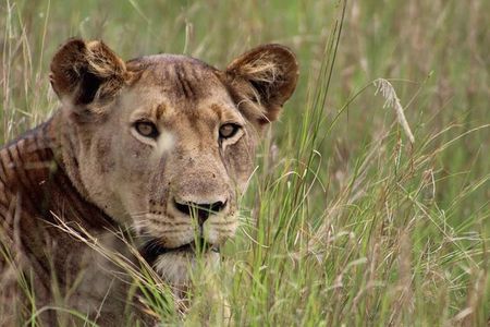 3-Day Tarangire NP, Manyara NP & Ngorongoro Crater