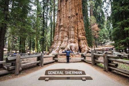 Private Guided Hiking Tour - Sequoia National Park