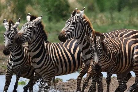 5 Days Affordable Budget Safari to Northern Tanzania