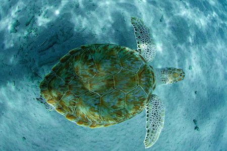 Guided Snorkel Tour at the Best Reef from shore on Curacao - Blue Bay Beach