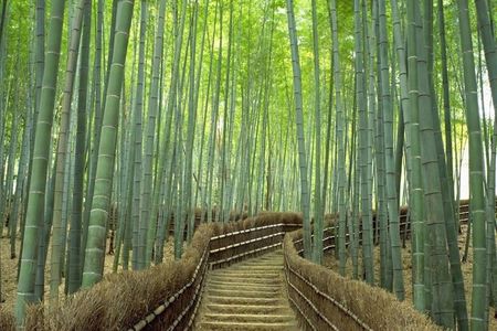 Kyoto Day Trip using Private Car with English Driver (up to 5)