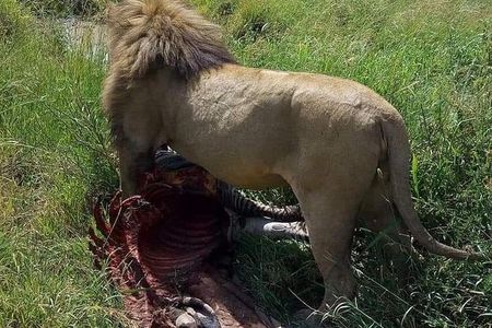 9 Days Budget Lodge Safari Tour 