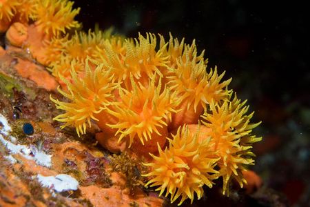 Maui Night Certified Scuba Diving