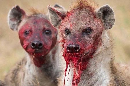 3 Days Safari from Mwanza to Serengeti and Ngorongoro Crater