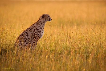 Day Tour: Ngorongoro Conservation Area
