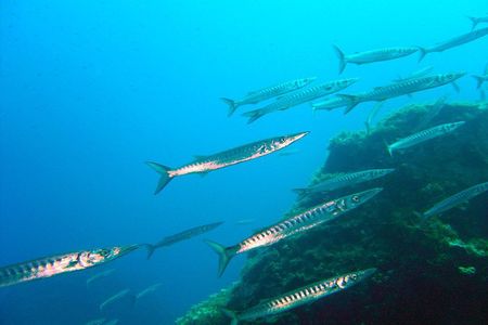 Qualified Diver 1 Tank Dive in Mykonos