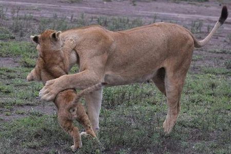 4-Day Private Lodge Safari Tanzania