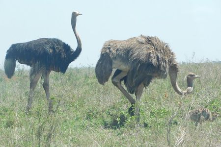4 days animal kingdom - MOMBASA