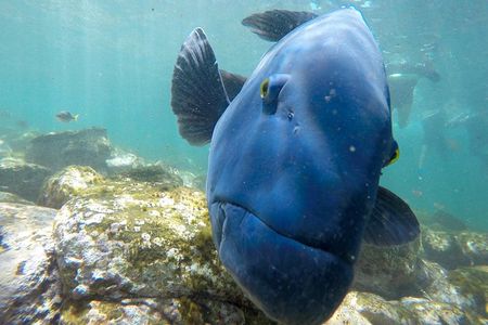 Private Sydney Snorkeling Experience: Explore Cabbage Tree Bay