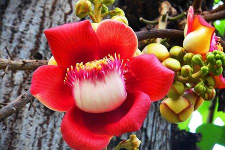 1- D adventure tour: Beng Mealea and Peung Komnou