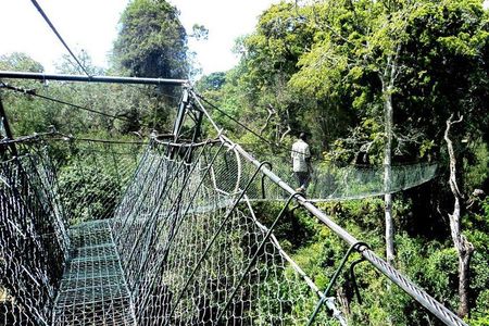 Ngare Ndare Forest Excursion