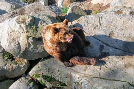 Guided Ranua Wildlife Park tour with Lunch, Small group adventure