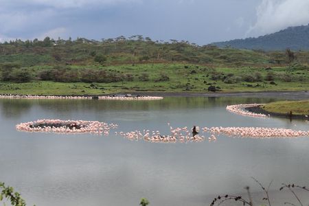 Tanzania - Arusha NP - Private Guided 4x4 Safari - Game Drive & Walking