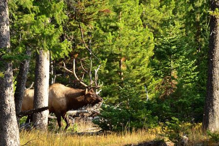 Private Yellowstone Wildlife Sightseeing Tour
