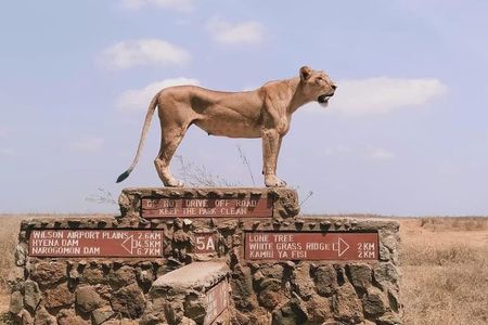 Nairobi National Park Safari–Adventure at City’s Edge Free PickUp
