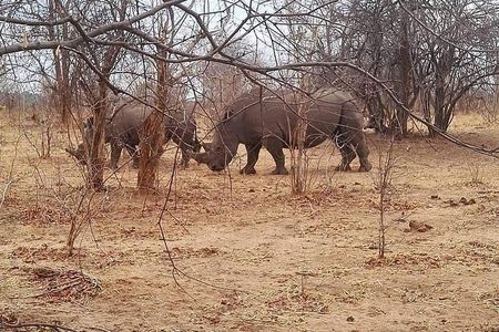 Game Drive and Rhino Walk