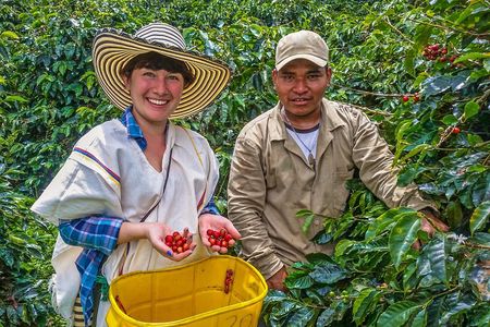 Cali: Coffee Tour - Discover the secrets of 100% Colombian coffee