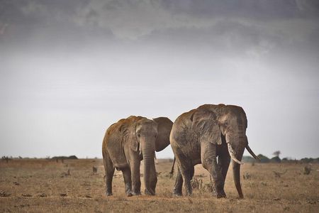 1-Day Tsavo East National Park Wildlife Safari From Mombasa